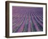 Fields of Lavender, Sauli, Vaucluse, Provence, France, Europe-Bruno Morandi-Framed Photographic Print