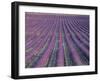 Fields of Lavender, Sauli, Vaucluse, Provence, France, Europe-Bruno Morandi-Framed Photographic Print