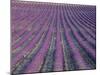 Fields of Lavender, Sauli, Vaucluse, Provence, France, Europe-Bruno Morandi-Mounted Photographic Print