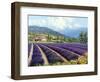 Fields of Lavender-Michael Swanson-Framed Art Print