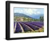 Fields of Lavender-Michael Swanson-Framed Art Print