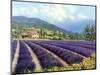 Fields of Lavender-Michael Swanson-Mounted Art Print