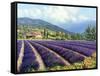 Fields of Lavender-Michael Swanson-Framed Stretched Canvas