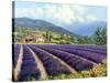 Fields of Lavender-Michael Swanson-Stretched Canvas