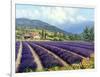 Fields of Lavender-Michael Swanson-Framed Art Print