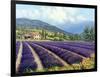 Fields of Lavender-Michael Swanson-Framed Art Print