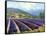 Fields of Lavender-Michael Swanson-Framed Stretched Canvas