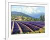 Fields of Lavender-Michael Swanson-Framed Art Print