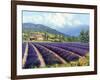 Fields of Lavender-Michael Swanson-Framed Art Print