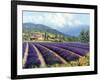 Fields of Lavender-Michael Swanson-Framed Art Print