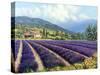 Fields of Lavender-Michael Swanson-Stretched Canvas