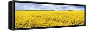 Fields of Oil Seed Rape, Near Seahouses, Northumberland, England, United Kingdom, Europe-Lee Frost-Framed Stretched Canvas