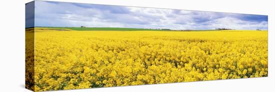 Fields of Oil Seed Rape, Near Seahouses, Northumberland, England, United Kingdom, Europe-Lee Frost-Stretched Canvas