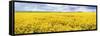 Fields of Oil Seed Rape, Near Seahouses, Northumberland, England, United Kingdom, Europe-Lee Frost-Framed Stretched Canvas