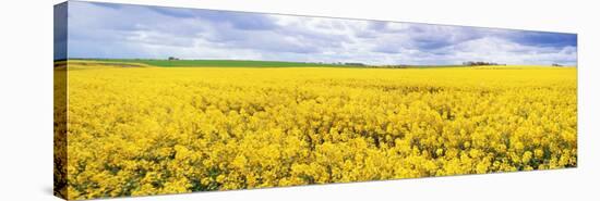 Fields of Oil Seed Rape, Near Seahouses, Northumberland, England, United Kingdom, Europe-Lee Frost-Stretched Canvas