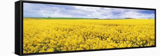 Fields of Oil Seed Rape, Near Seahouses, Northumberland, England, United Kingdom, Europe-Lee Frost-Framed Stretched Canvas