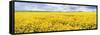Fields of Oil Seed Rape, Near Seahouses, Northumberland, England, United Kingdom, Europe-Lee Frost-Framed Stretched Canvas