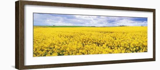 Fields of Oil Seed Rape, Near Seahouses, Northumberland, England, United Kingdom, Europe-Lee Frost-Framed Photographic Print