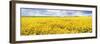 Fields of Oil Seed Rape, Near Seahouses, Northumberland, England, United Kingdom, Europe-Lee Frost-Framed Photographic Print