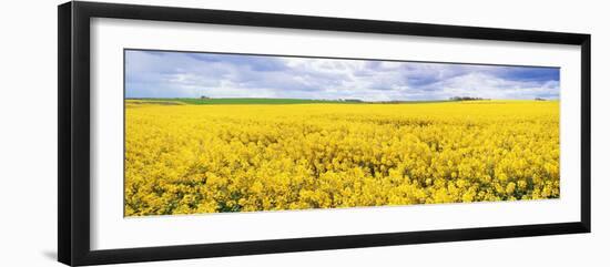 Fields of Oil Seed Rape, Near Seahouses, Northumberland, England, United Kingdom, Europe-Lee Frost-Framed Photographic Print