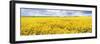 Fields of Oil Seed Rape, Near Seahouses, Northumberland, England, United Kingdom, Europe-Lee Frost-Framed Photographic Print