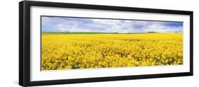 Fields of Oil Seed Rape, Near Seahouses, Northumberland, England, United Kingdom, Europe-Lee Frost-Framed Photographic Print