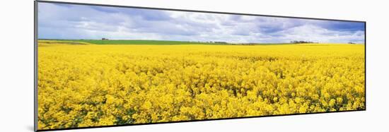 Fields of Oil Seed Rape, Near Seahouses, Northumberland, England, United Kingdom, Europe-Lee Frost-Mounted Photographic Print