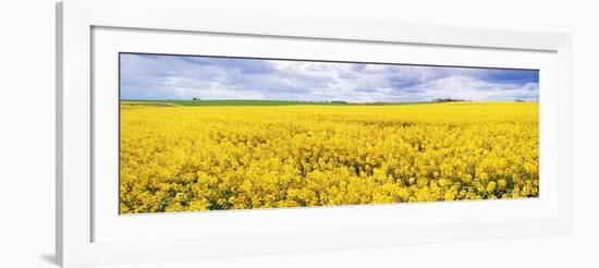 Fields of Oil Seed Rape, Near Seahouses, Northumberland, England, United Kingdom, Europe-Lee Frost-Framed Photographic Print