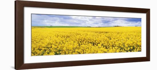 Fields of Oil Seed Rape, Near Seahouses, Northumberland, England, United Kingdom, Europe-Lee Frost-Framed Photographic Print