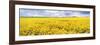 Fields of Oil Seed Rape, Near Seahouses, Northumberland, England, United Kingdom, Europe-Lee Frost-Framed Photographic Print