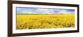 Fields of Oil Seed Rape, Near Seahouses, Northumberland, England, United Kingdom, Europe-Lee Frost-Framed Photographic Print