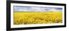 Fields of Oil Seed Rape, Near Seahouses, Northumberland, England, United Kingdom, Europe-Lee Frost-Framed Photographic Print