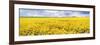 Fields of Oil Seed Rape, Near Seahouses, Northumberland, England, United Kingdom, Europe-Lee Frost-Framed Photographic Print