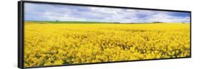 Fields of Oil Seed Rape, Near Seahouses, Northumberland, England, United Kingdom, Europe-Lee Frost-Framed Photographic Print