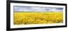 Fields of Oil Seed Rape, Near Seahouses, Northumberland, England, United Kingdom, Europe-Lee Frost-Framed Photographic Print