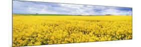 Fields of Oil Seed Rape, Near Seahouses, Northumberland, England, United Kingdom, Europe-Lee Frost-Mounted Photographic Print