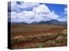 Fields of Pineapples Owned by Delmonte, Oahu, Hawaiian Islands, USA-D H Webster-Stretched Canvas