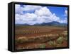 Fields of Pineapples Owned by Delmonte, Oahu, Hawaiian Islands, USA-D H Webster-Framed Stretched Canvas