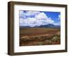 Fields of Pineapples Owned by Delmonte, Oahu, Hawaiian Islands, USA-D H Webster-Framed Photographic Print