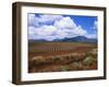 Fields of Pineapples Owned by Delmonte, Oahu, Hawaiian Islands, USA-D H Webster-Framed Photographic Print