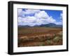 Fields of Pineapples Owned by Delmonte, Oahu, Hawaiian Islands, USA-D H Webster-Framed Photographic Print