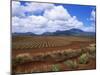 Fields of Pineapples Owned by Delmonte, Oahu, Hawaiian Islands, USA-D H Webster-Mounted Photographic Print