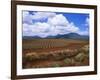 Fields of Pineapples Owned by Delmonte, Oahu, Hawaiian Islands, USA-D H Webster-Framed Photographic Print