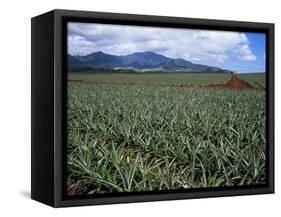 Fields of Pineapples Owned by Delmonte, Oahu, Hawaiian Islands, USA-D H Webster-Framed Stretched Canvas