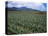 Fields of Pineapples Owned by Delmonte, Oahu, Hawaiian Islands, USA-D H Webster-Stretched Canvas