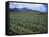 Fields of Pineapples Owned by Delmonte, Oahu, Hawaiian Islands, USA-D H Webster-Framed Stretched Canvas