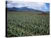 Fields of Pineapples Owned by Delmonte, Oahu, Hawaiian Islands, USA-D H Webster-Stretched Canvas