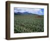 Fields of Pineapples Owned by Delmonte, Oahu, Hawaiian Islands, USA-D H Webster-Framed Photographic Print