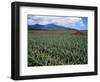 Fields of Pineapples Owned by Delmonte, Oahu, Hawaiian Islands, USA-D H Webster-Framed Photographic Print