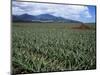 Fields of Pineapples Owned by Delmonte, Oahu, Hawaiian Islands, USA-D H Webster-Mounted Photographic Print